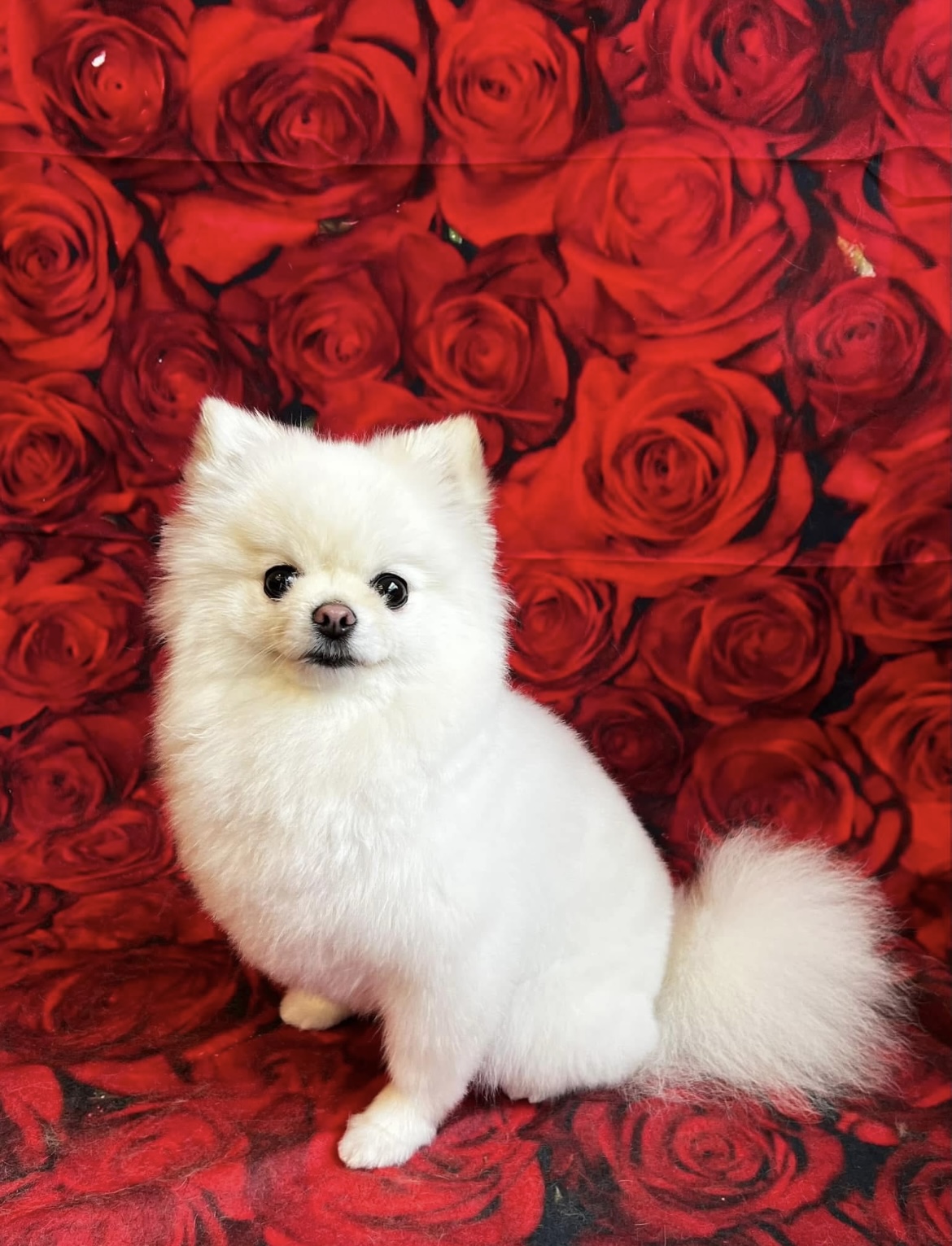 A fluffy white Pomeranian sitting pretty after a groom