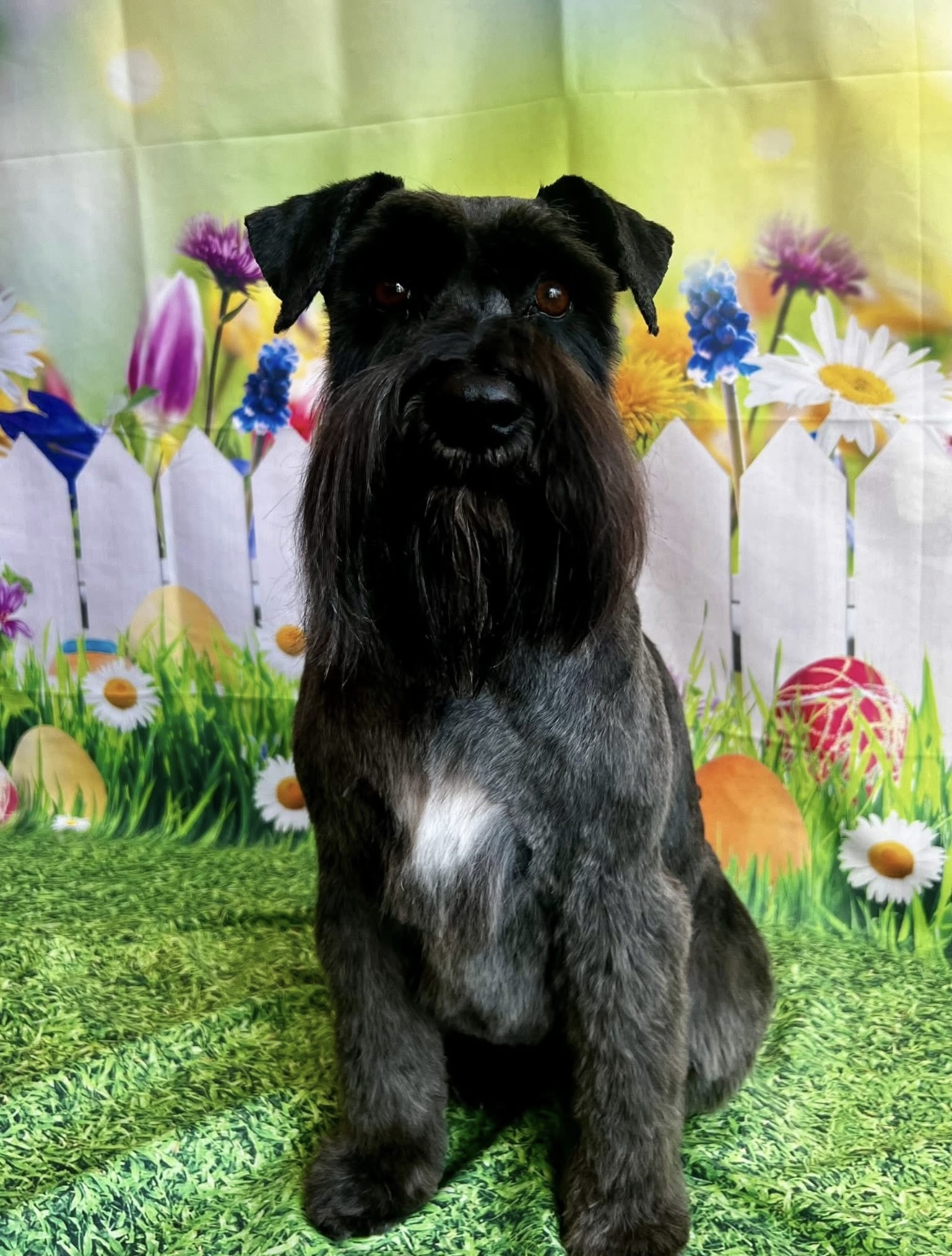 A black schnauzer with a neatly shaped beard and brows
