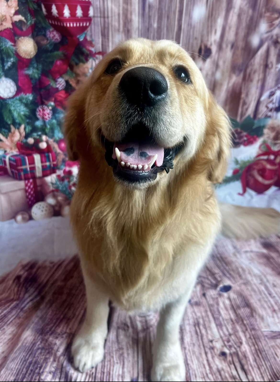 A smiling golden retriever with a brushed out golden coat