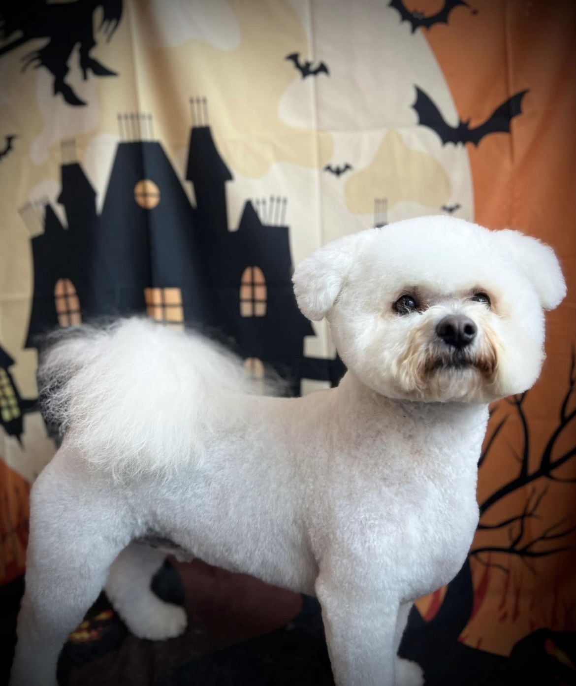 A white bichon with a rounded, fluffy finish