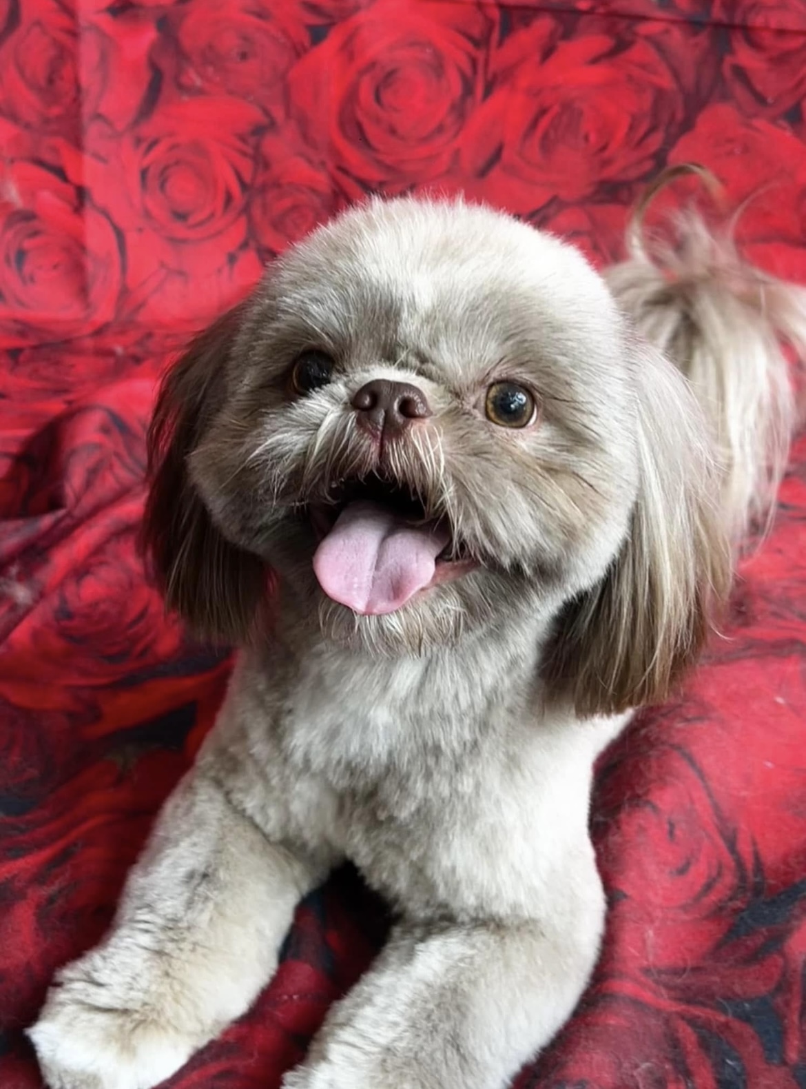 A grey and white shih tzu lying down, tongue out, after a tidy up