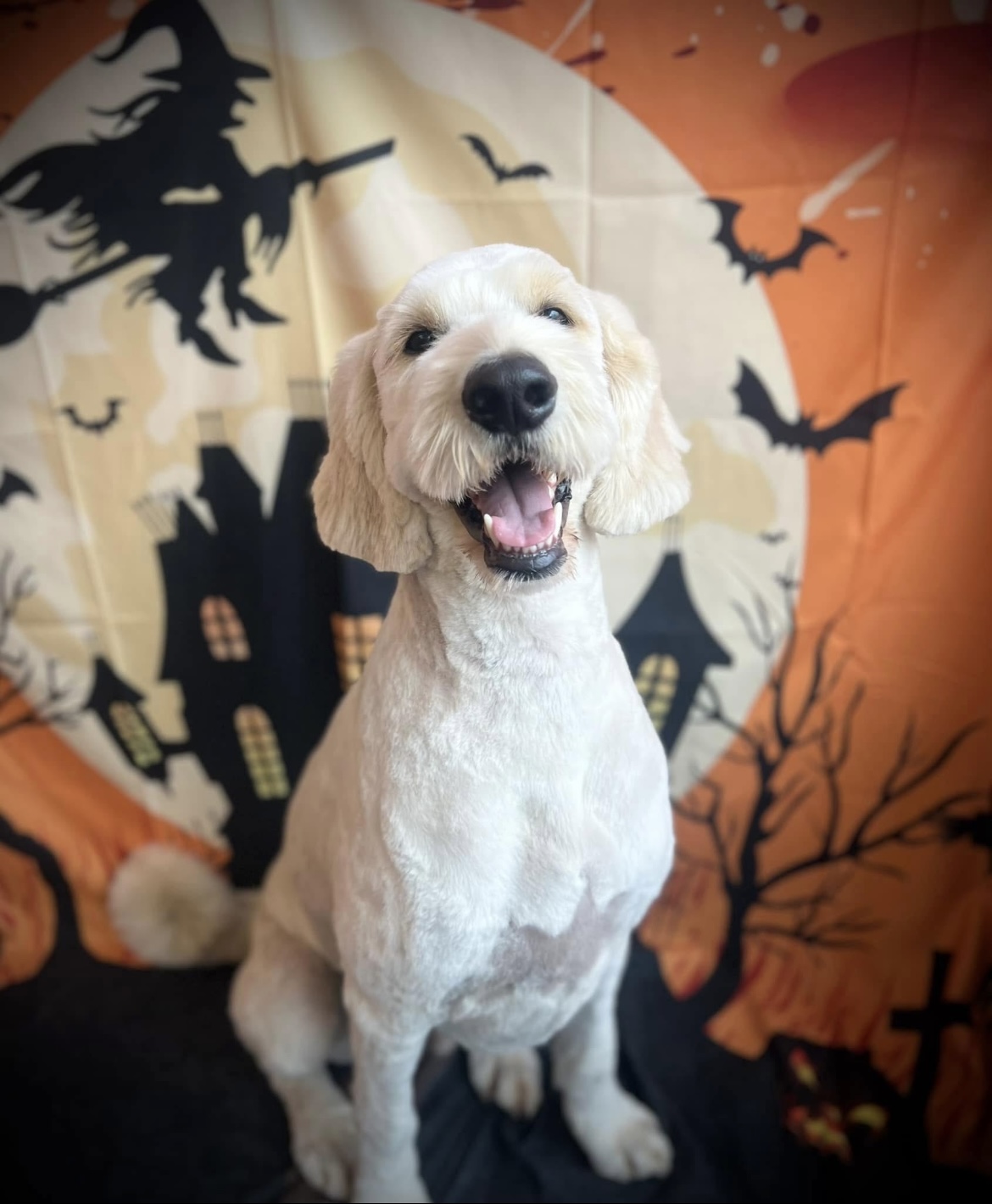 A cream doodle with a fresh, even trim