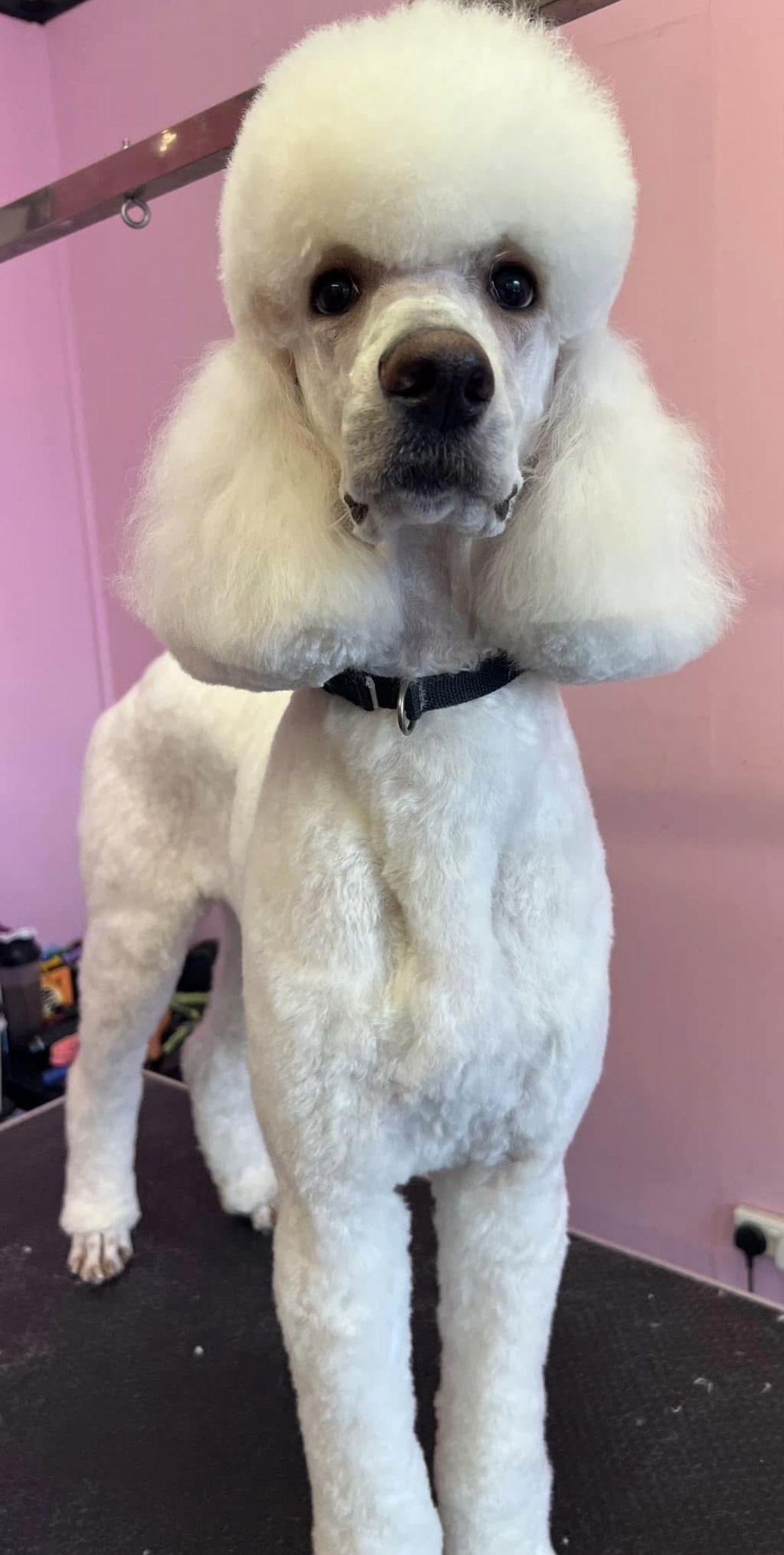A white standard poodle in a full show clip, standing in the DoggieStyles salon
