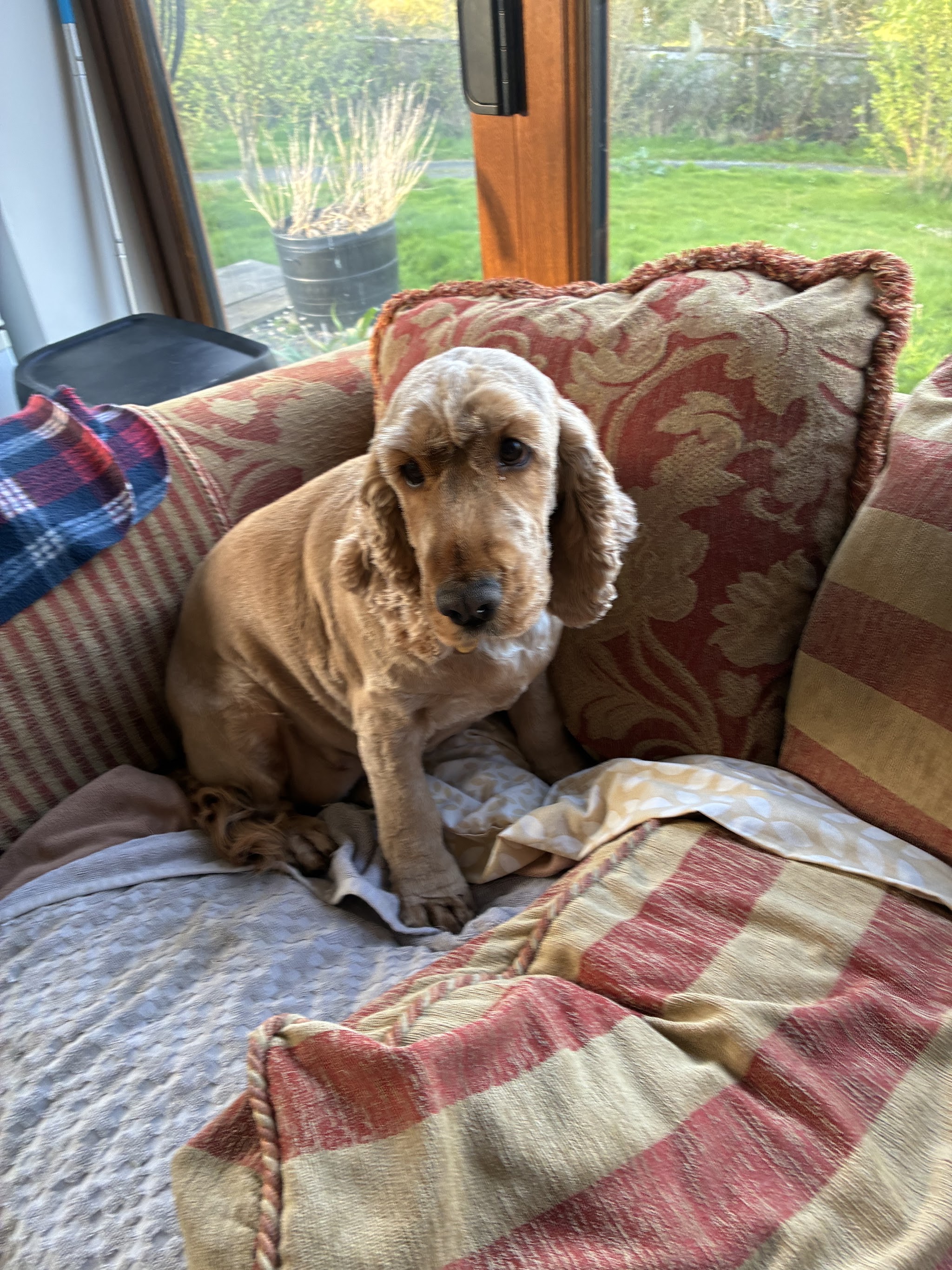A freshly groomed cocker spaniel relaxing on the sofa back at home